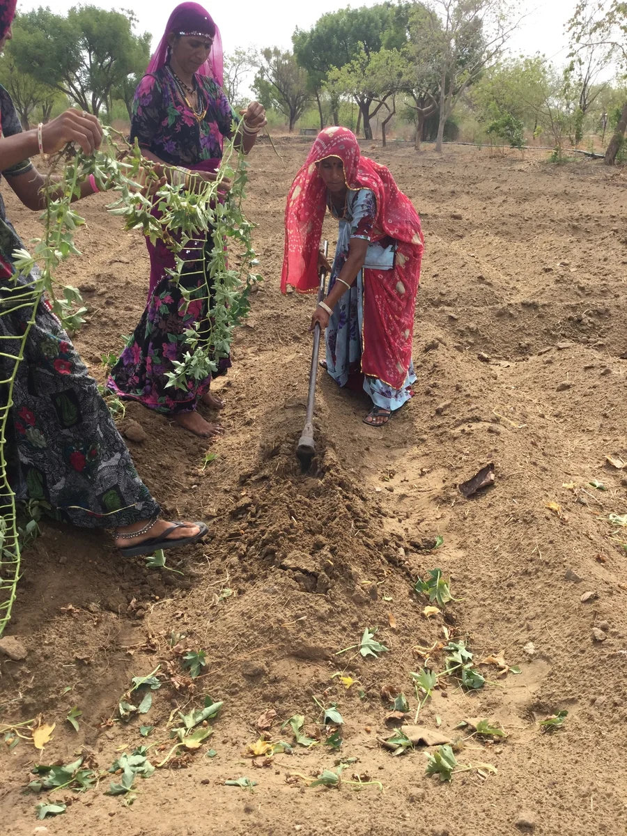 the vines are planted on top of the furrows 1200